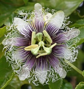 Passiflora edulis,-flori; Produce fructe comestibile
