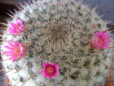 Mammillaria formosa ssp. chionocephala