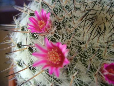 Mammillaria formosa ssp. chionocephala