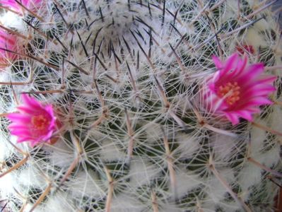 Mammillaria formosa ssp. chionocephala