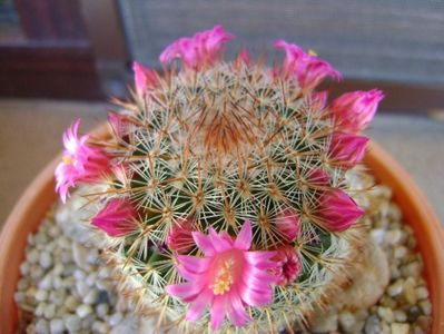 Mammillaria matudae