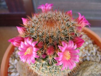 Mammillaria matudae