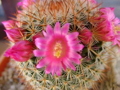 Mammillaria matudae