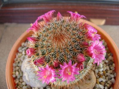 Mammillaria matudae