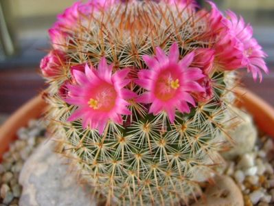 Mammillaria matudae