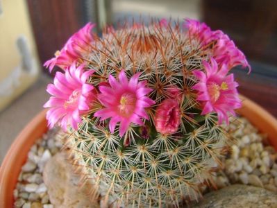 Mammillaria matudae