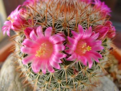 Mammillaria matudae