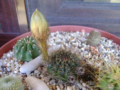 Lobivia arachnacantha v. densiseta (Echinopsis ancistrophora ssp. arachnacantha)