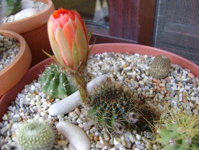 Lobivia arachnacantha v. densiseta (Echinopsis ancistrophora ssp. arachnacantha)