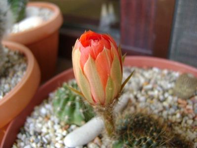 Lobivia arachnacantha v. densiseta (Echinopsis ancistrophora ssp. arachnacantha)