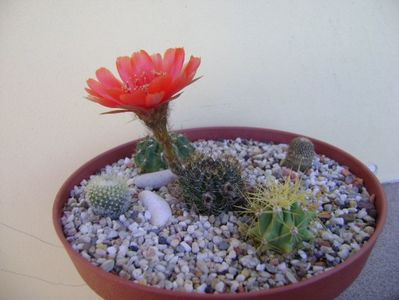 Lobivia arachnacantha v. densiseta (Echinopsis ancistrophora ssp. arachnacantha)