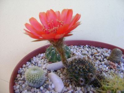 Lobivia arachnacantha v. densiseta (Echinopsis ancistrophora ssp. arachnacantha)