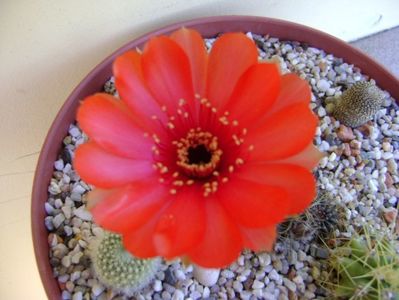 Lobivia arachnacantha v. densiseta (Echinopsis ancistrophora ssp. arachnacantha)