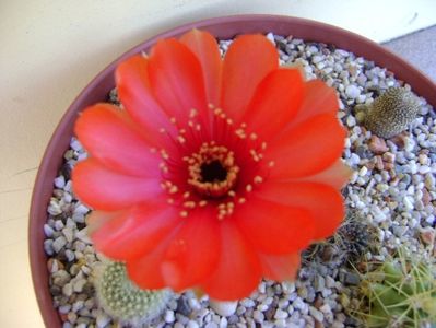 Lobivia arachnacantha v. densiseta (Echinopsis ancistrophora ssp. arachnacantha)