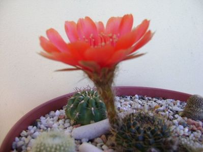 Lobivia arachnacantha v. densiseta (Echinopsis ancistrophora ssp. arachnacantha)