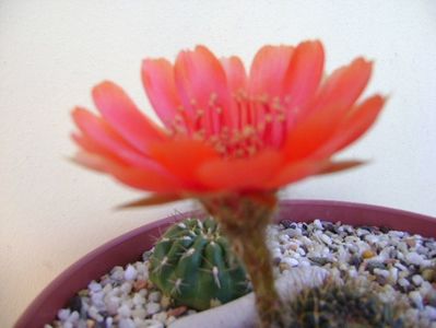 Lobivia arachnacantha v. densiseta (Echinopsis ancistrophora ssp. arachnacantha)