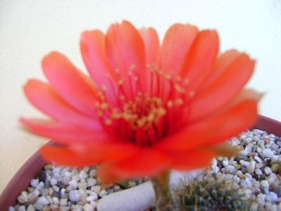 Lobivia arachnacantha v. densiseta (Echinopsis ancistrophora ssp. arachnacantha)