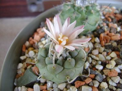 Turbinicarpus schwarzii v. rubriflorus