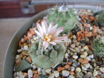 Turbinicarpus schwarzii v. rubriflorus