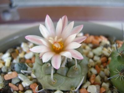 Turbinicarpus schwarzii v. rubriflorus