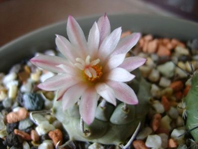 Turbinicarpus schwarzii v. rubriflorus