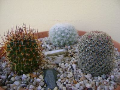 Grup de 3 Mammillaria; Mammillaria haageana
Mammillaria estanzuelensis (Mammilloydia candida)
Mammillaria rhodantha
