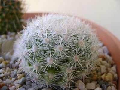 Mammillaria estanzuelensis (Mammilloydia candida)