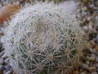 Mammillaria estanzuelensis (Mammilloydia candida)