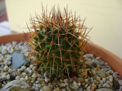 Mammillaria rhodantha