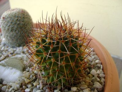 Mammillaria rhodantha