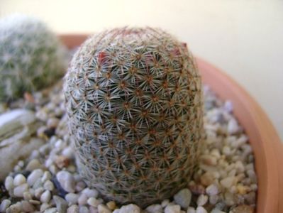 Mammillaria haageana