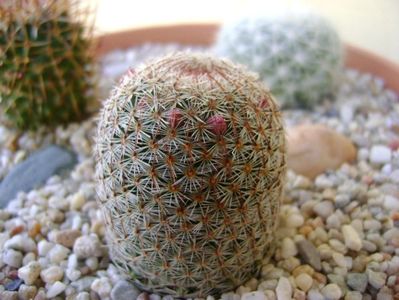 Mammillaria haageana