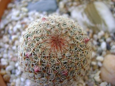 Mammillaria haageana