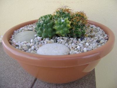 Mammillaria polythele cv. Stachellos & Mammillaria polythele ssp. obconella; replantata in 30 mai 2018
colonie formata din 3 varietati de Mammillaria polythele
