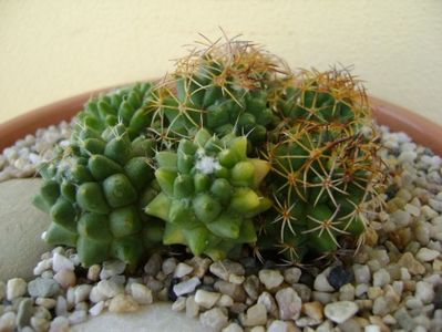 Mammillaria polythele cv. Stachellos & Mammillaria polythele ssp. obconella; replantata in 30 mai 2018
colonie formata din 3 varietati de Mammillaria polythele
