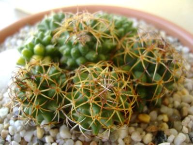 Mammillaria polythele cv. Stachellos & Mammillaria polythele ssp. obconella; replantata in 30 mai 2018
colonie formata din 3 varietati de Mammillaria polythele
