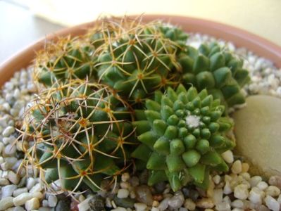 Mammillaria polythele cv. Stachellos & Mammillaria polythele ssp. obconella; replantata in 30 mai 2018
colonie formata din 3 varietati de Mammillaria polythele
