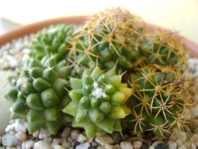 Mammillaria polythele cv. Stachellos & Mammillaria polythele ssp. obconella; replantata in 30 mai 2018
colonie formata din 3 varietati de Mammillaria polythele
