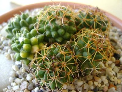 Mammillaria polythele cv. Stachellos & Mammillaria polythele ssp. obconella; replantata in 30 mai 2018
colonie formata din 3 varietati de Mammillaria polythele
