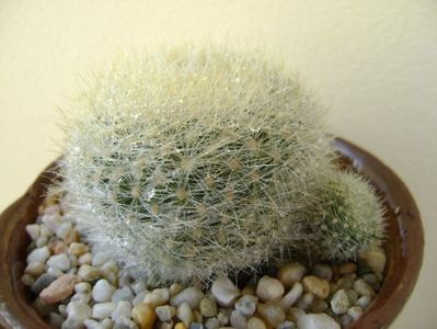 Notocactus graessneri (Parodia haselbergii subs. graessneri) ??; replantata in 30 mai 2018
