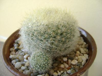 Notocactus graessneri (Parodia haselbergii subs. graessneri) ??; replantata in 30 mai 2018
