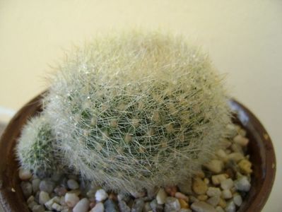 Notocactus graessneri (Parodia haselbergii subs. graessneri) ??; replantata in 30 mai 2018
