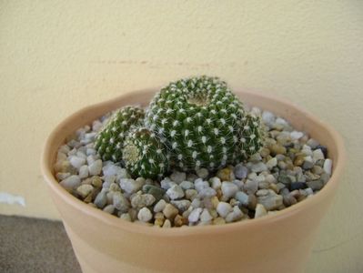 Rebutia krainziana; replantata in 30 mai 2018
