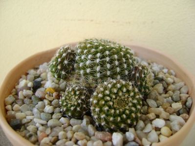 Rebutia krainziana; replantata in 30 mai 2018
