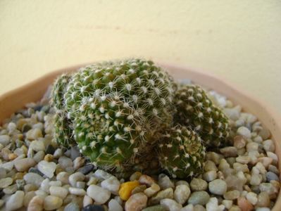 Rebutia krainziana; replantata in 30 mai 2018
