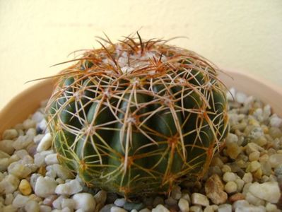 Parodia werneri (Notocactus uebelmannianus); replantata in 30 mai 2018
