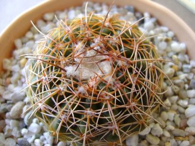 Parodia werneri (Notocactus uebelmannianus); replantata in 30 mai 2018
