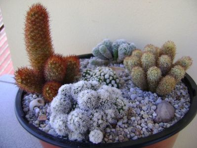 Grup de 5 Mammillaria; Mammillaria elongata
Mammillaria elongata cv. Kopper King
Mammillaria vetula ssp. gracilis
Mammillaria vetula ssp. gracilis cv. Arizona Snowcap
Mammillaria vetula ssp. gracilis cv. Oruga
