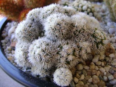 Mammillaria vetula ssp. gracilis cv. Arizona Snowcap