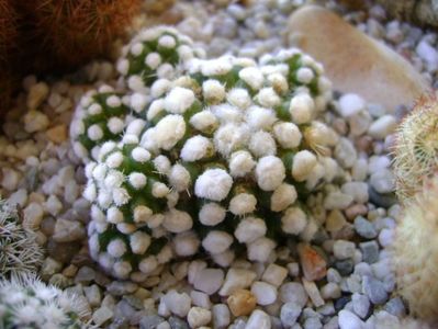 Mammillaria vetula ssp. gracilis cv. Oruga